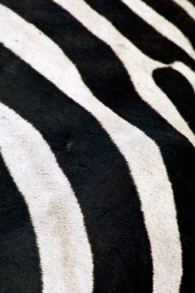 Zebra Wallpaper