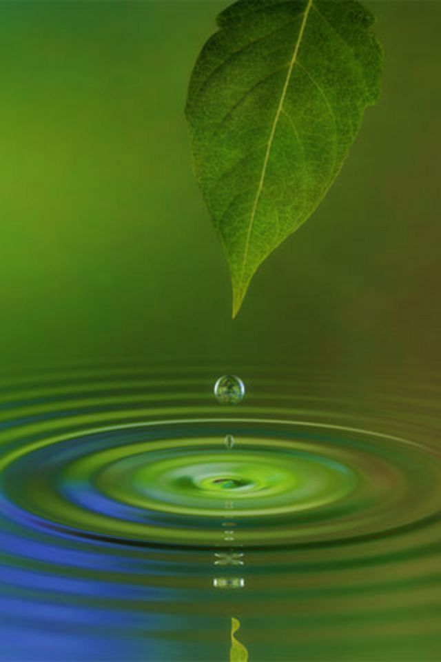 Water Leaf Wallpaper