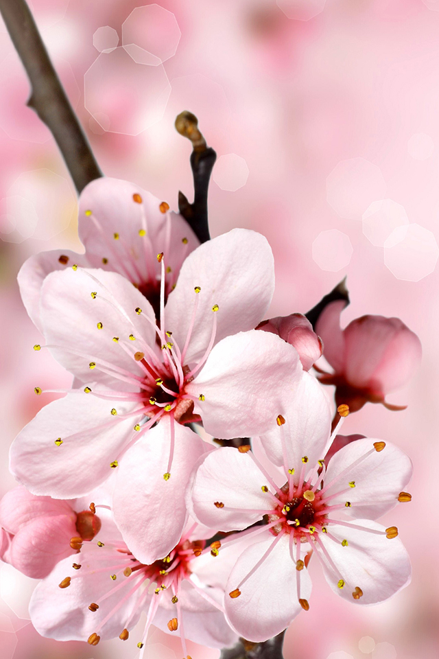 Cherry Blossoms Wallpaper