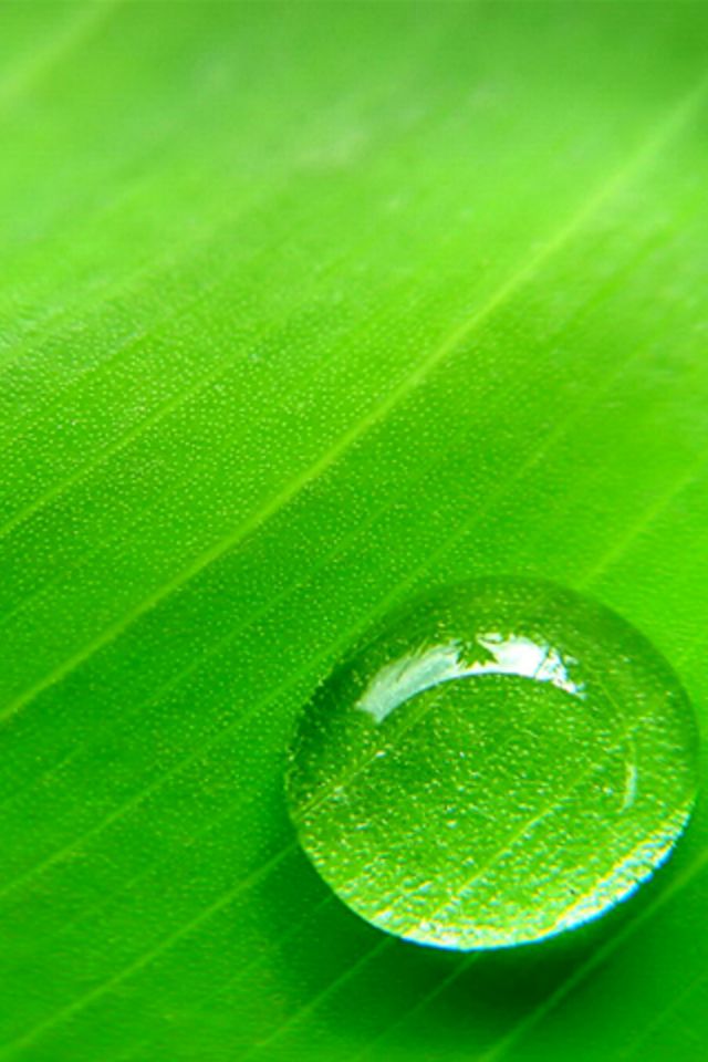 Water Drop Wallpaper