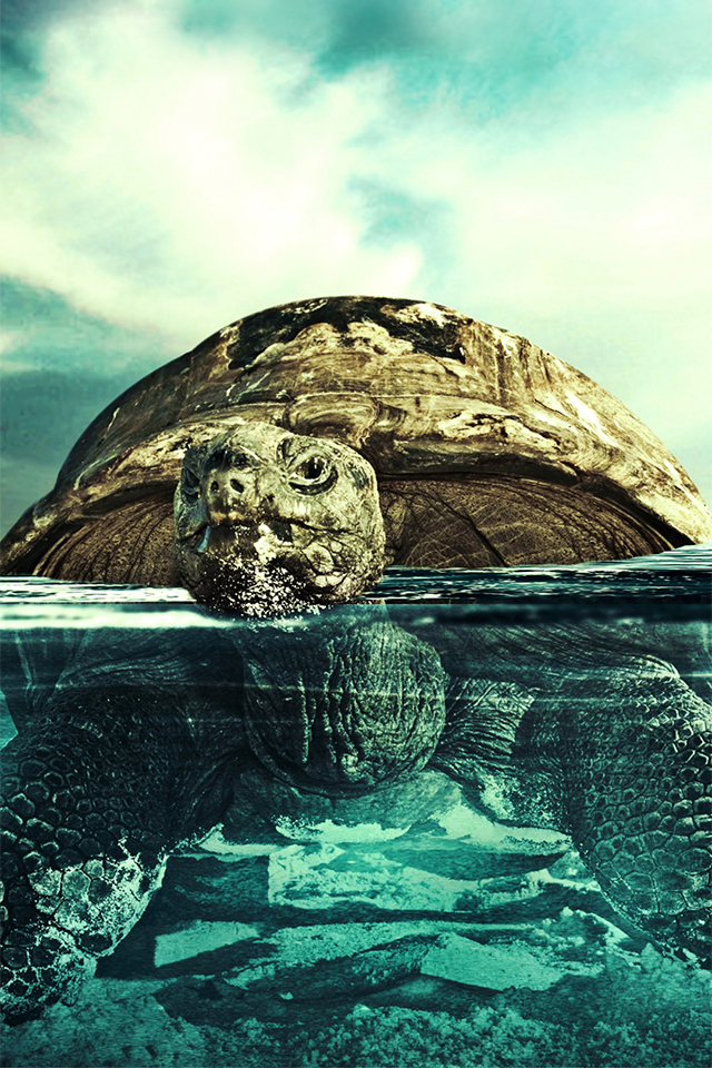 Turtle Wallpaper