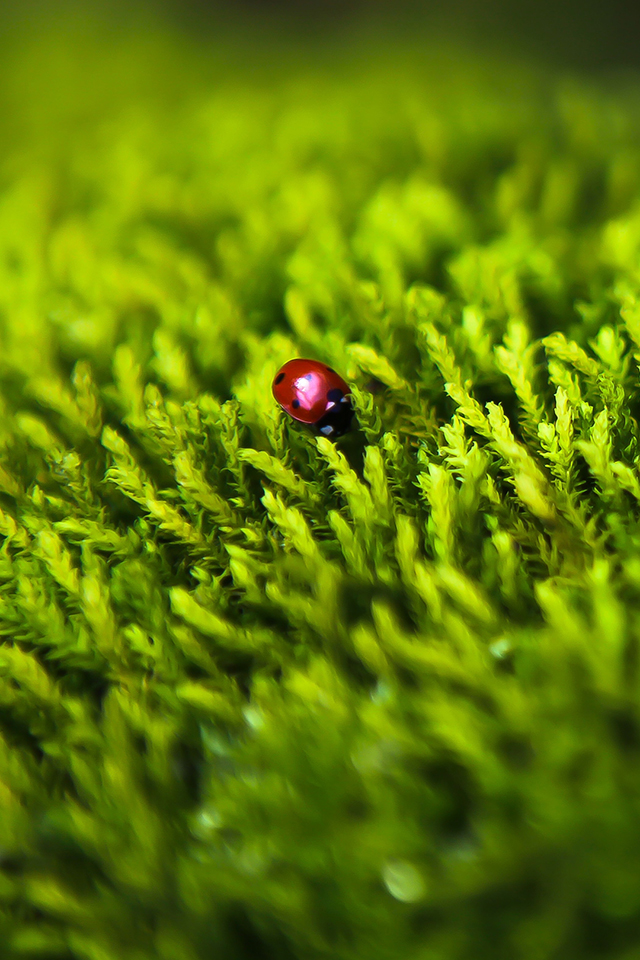 Ladybug on Grass Wallpaper