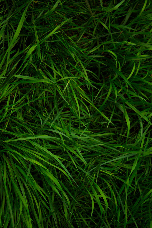 Greeny Grass Wallpaper