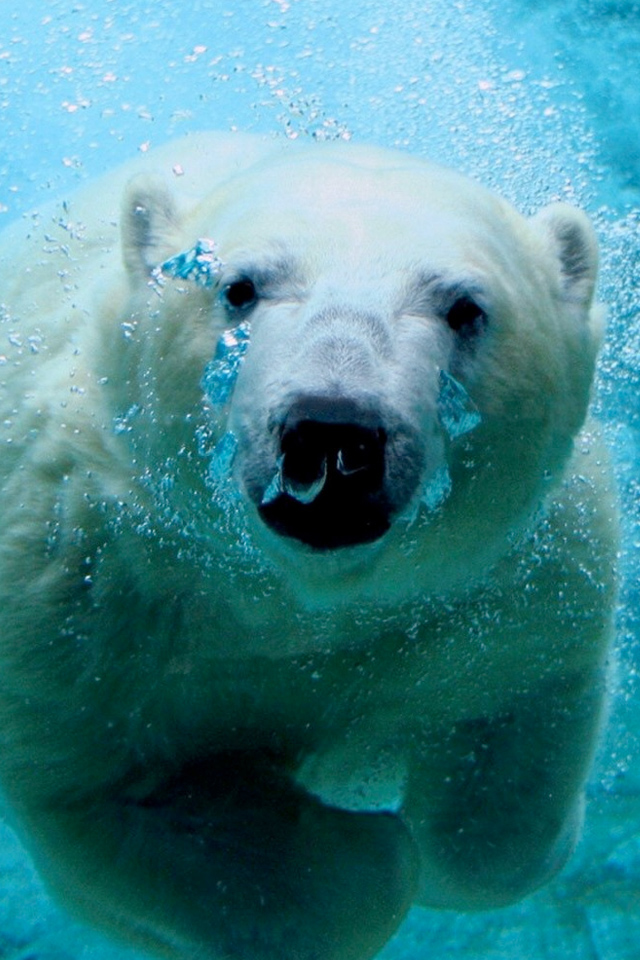 Polar Bear Wallpaper