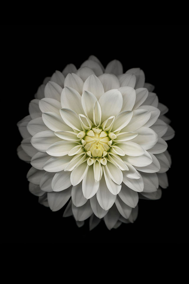 iPhone 6 White Flower Wallpaper