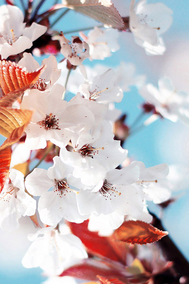 Cherry Blossoms Wallpaper