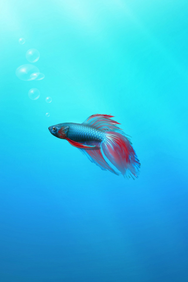 Betta Fish Wallpaper