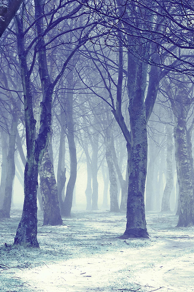 Snow Forest Wallpaper