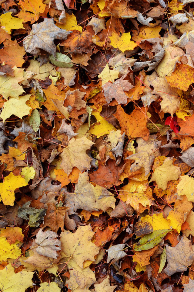 Autumn Leaves Wallpaper