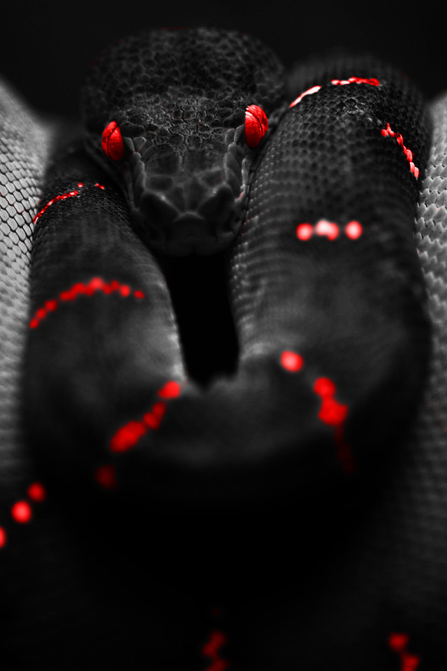 Deadly Snake Wallpaper