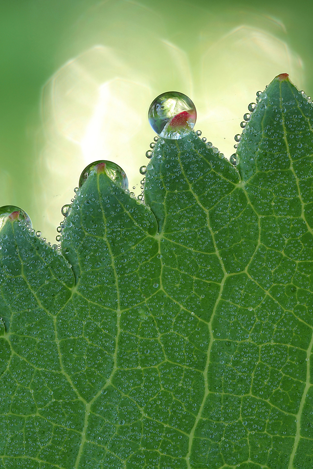 Drops on Leaf Wallpaper