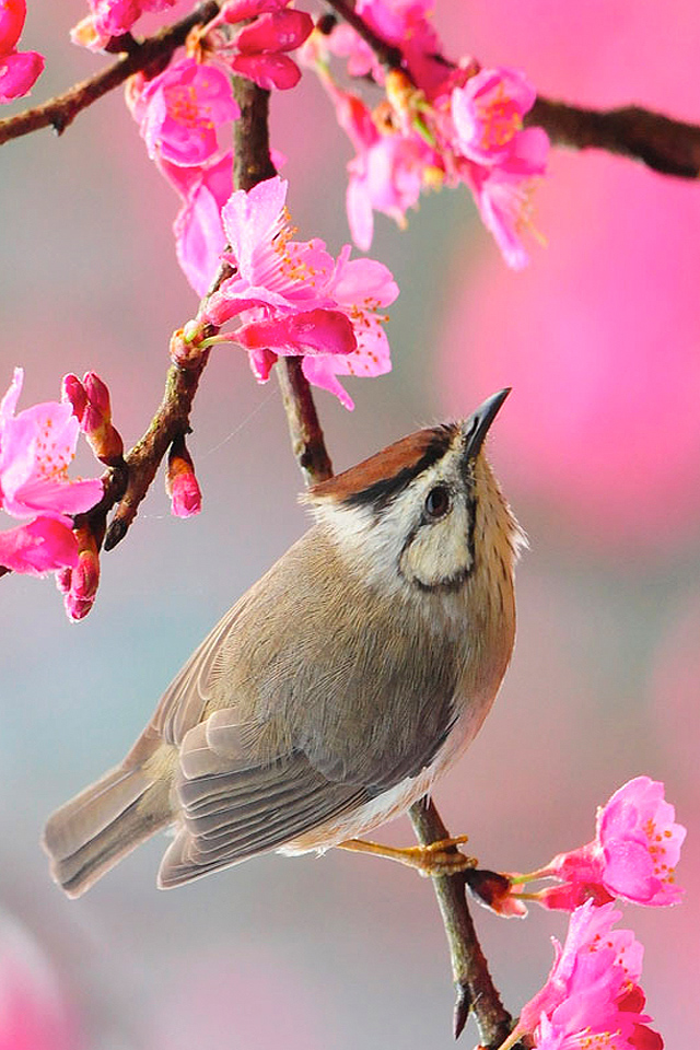 Spring Bird Wallpaper