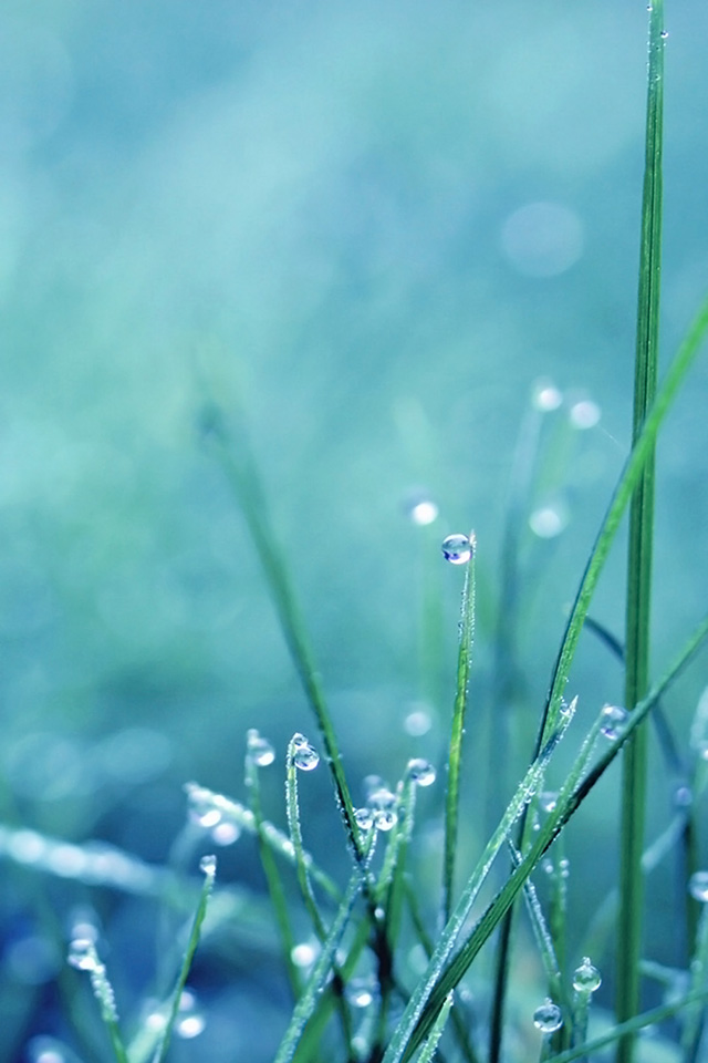 Drop on Grass Wallpaper