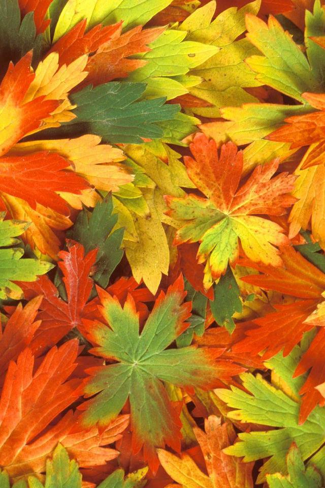 Fall Leaves Wallpaper