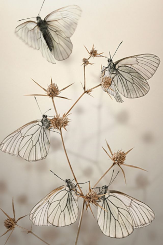 White Butterflies Wallpaper