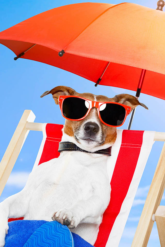 Summer Dog Wallpaper