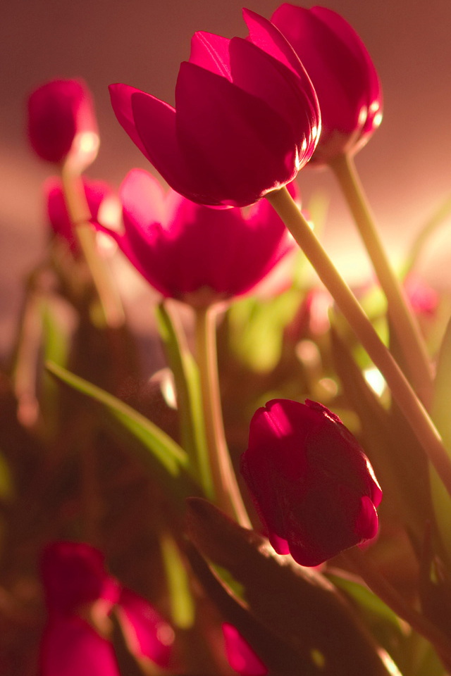 Tulips Wallpaper