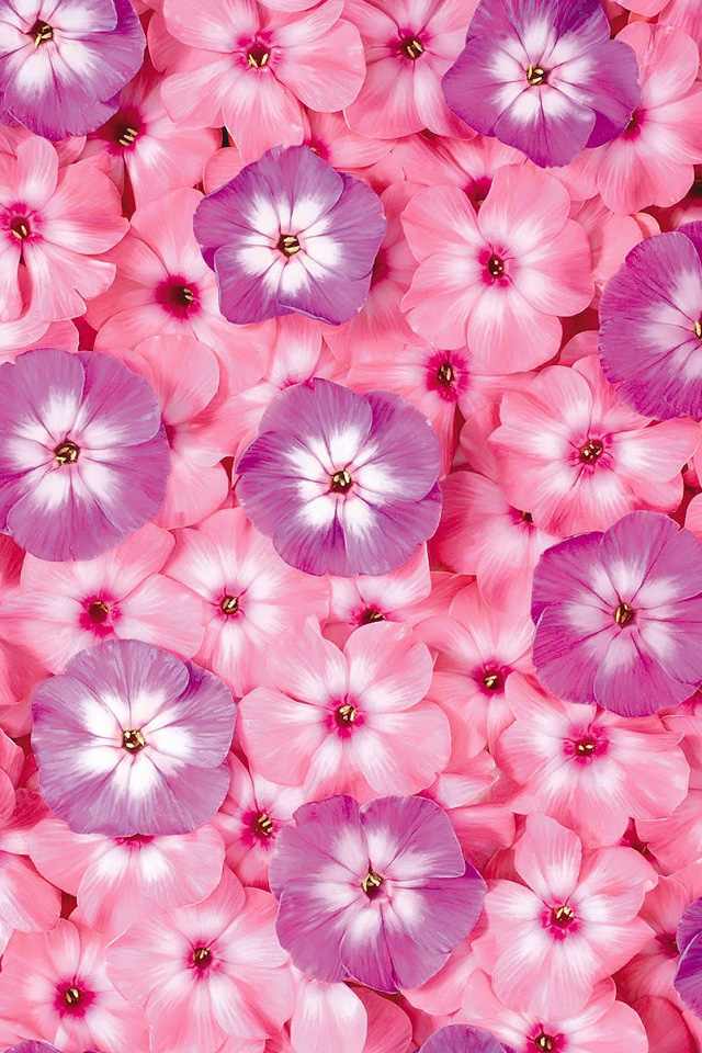 Flowers Pattern Wallpaper