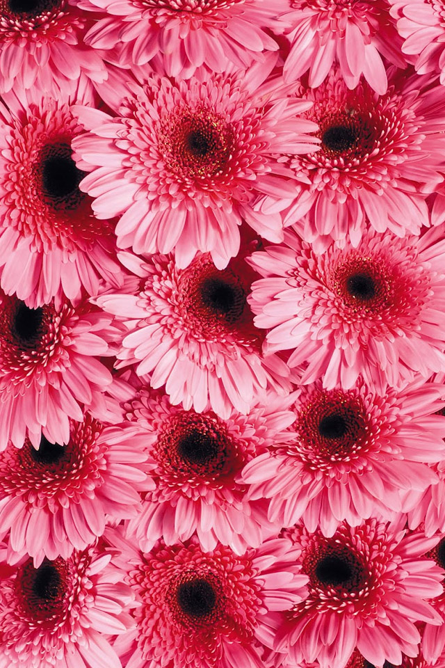 Flowers Pattern Wallpaper