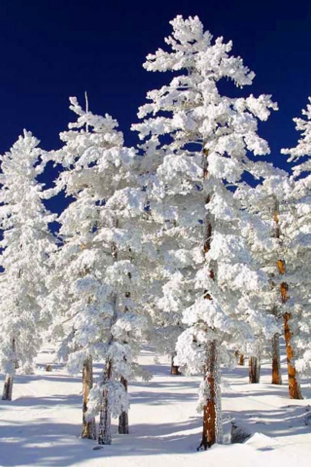 Frozen Pine Trees Wallpaper