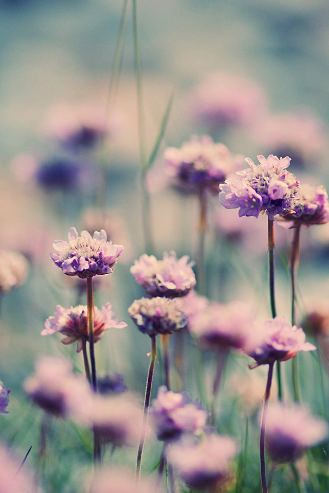 Spring Flowers Wallpaper