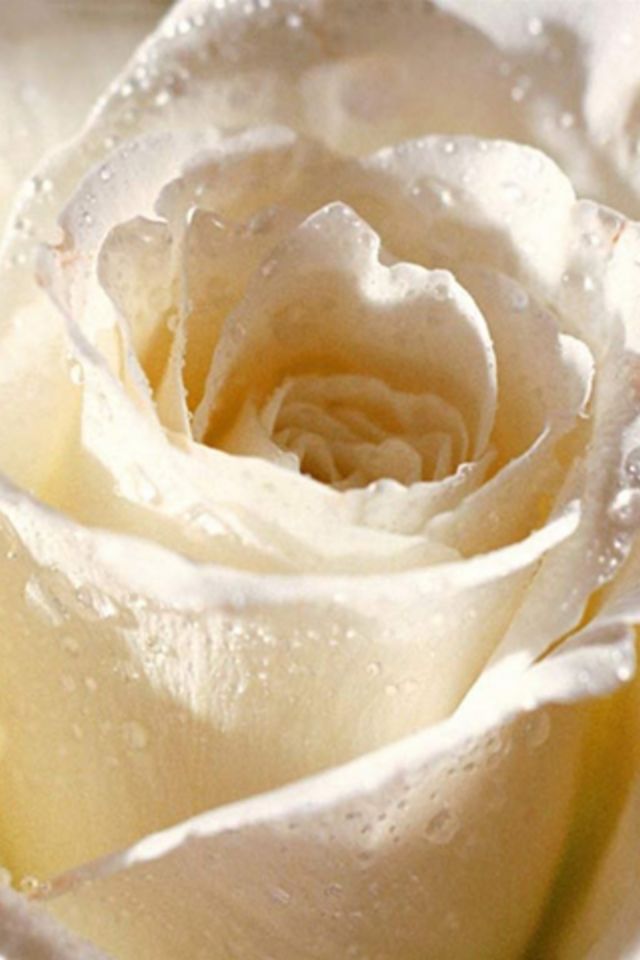 White Rose Wallpaper