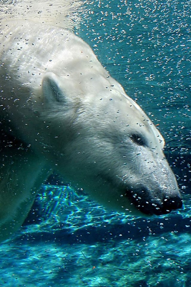 Polar Bear Swim Wallpaper