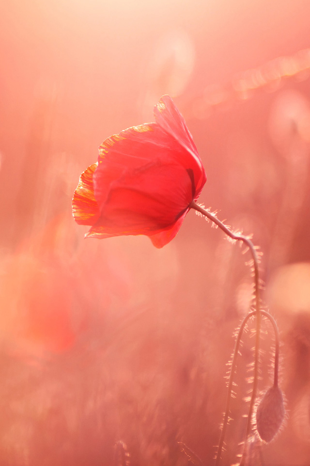 Poppy Macro Wallpaper