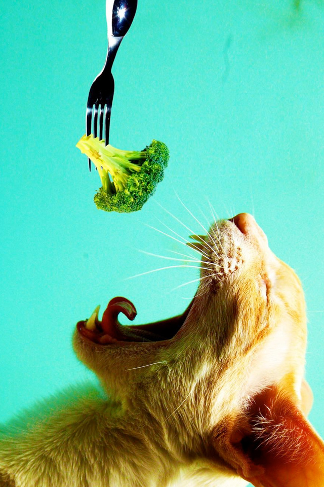 Broccoli Cat Wallpaper