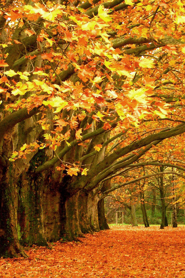 Autumn Leaves Wallpaper