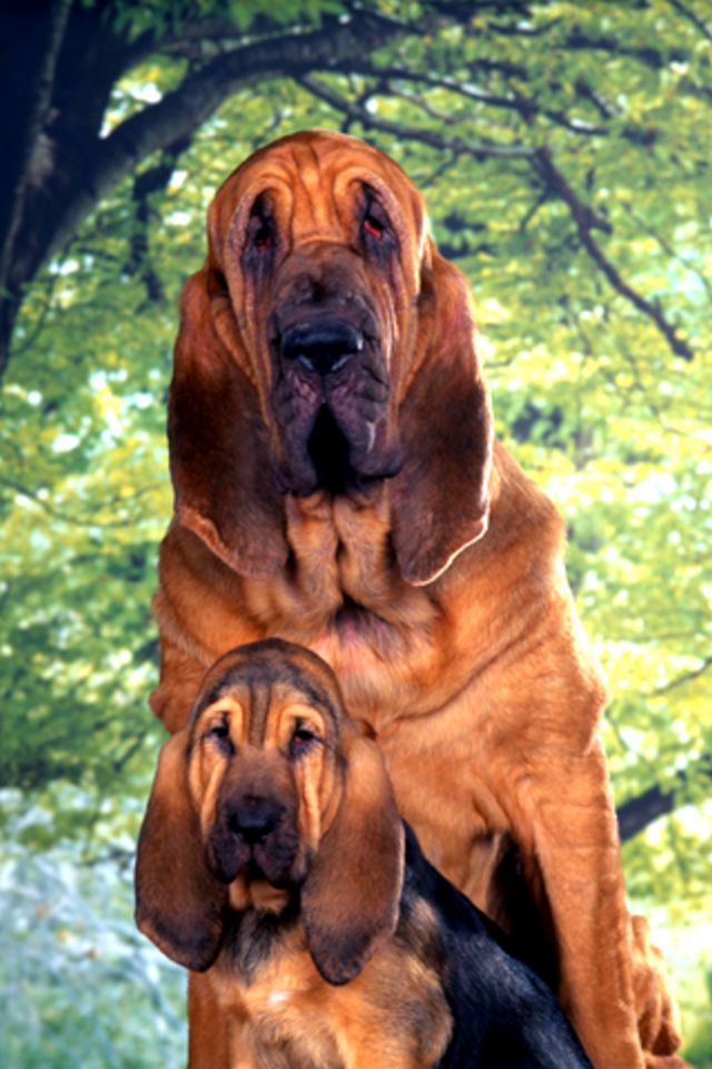 Two Dogs Wallpaper