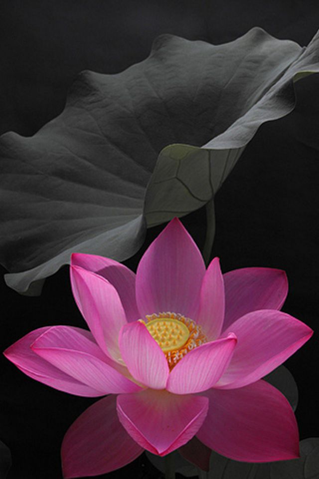 Pink Flower Wallpaper