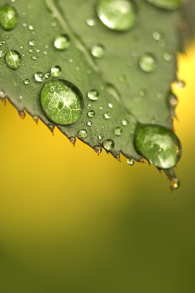 Green Dew Drop Wallpaper