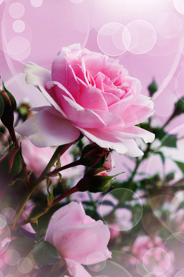 Pink Rose Wallpaper