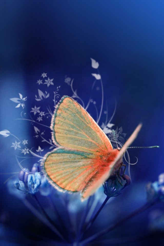 Butterfly Wallpaper