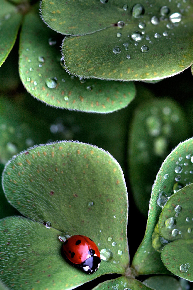 Ladybug on Leaf Wallpaper