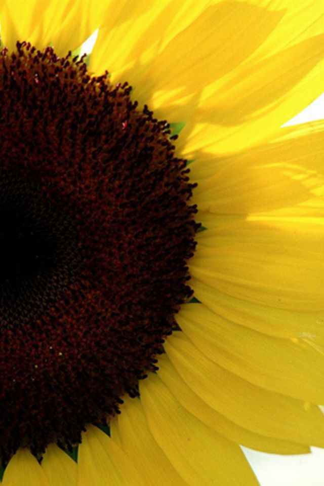 Sunflower Wallpaper