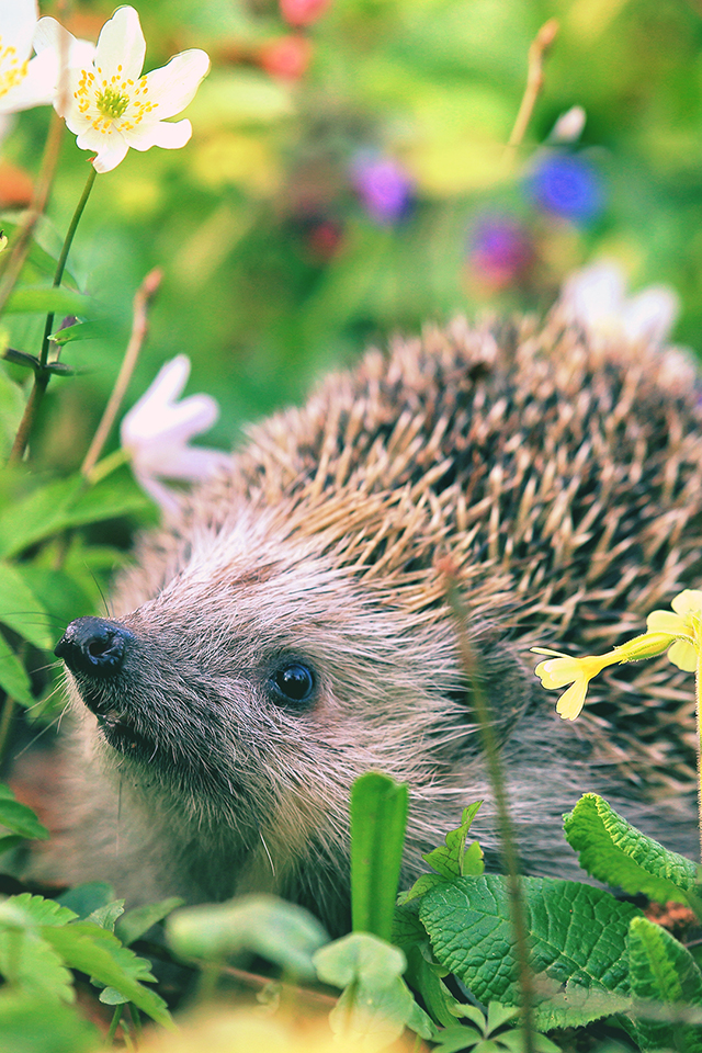 Hedgehog Wallpaper