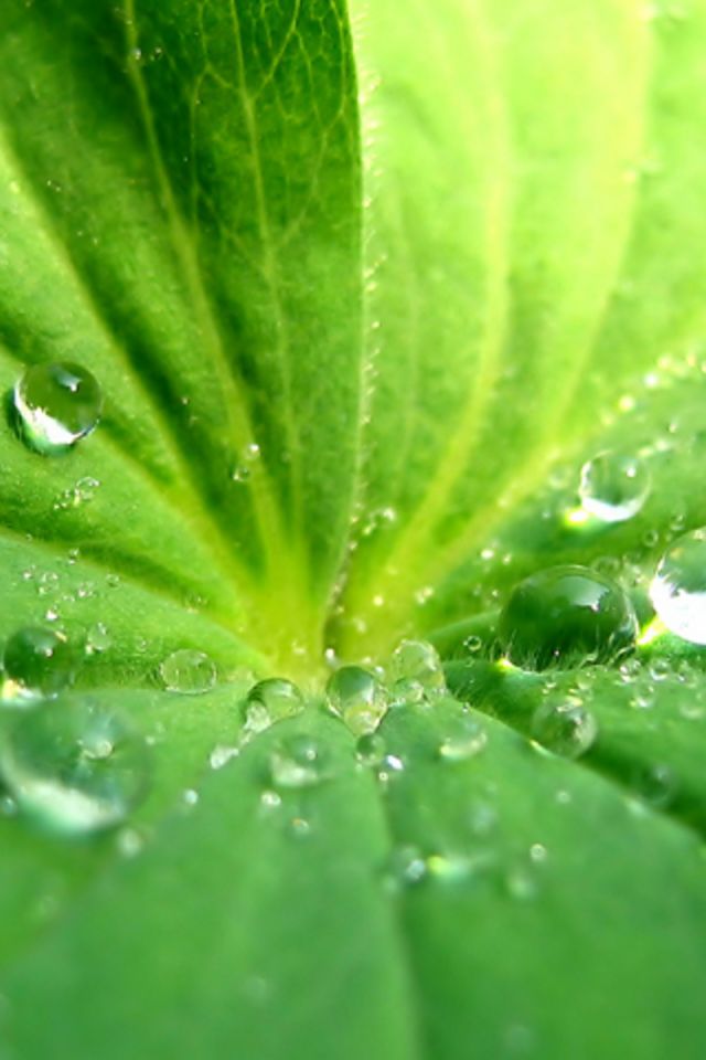 Water on Leaf Wallpaper