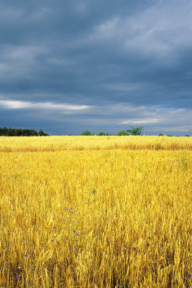 Field Wallpaper