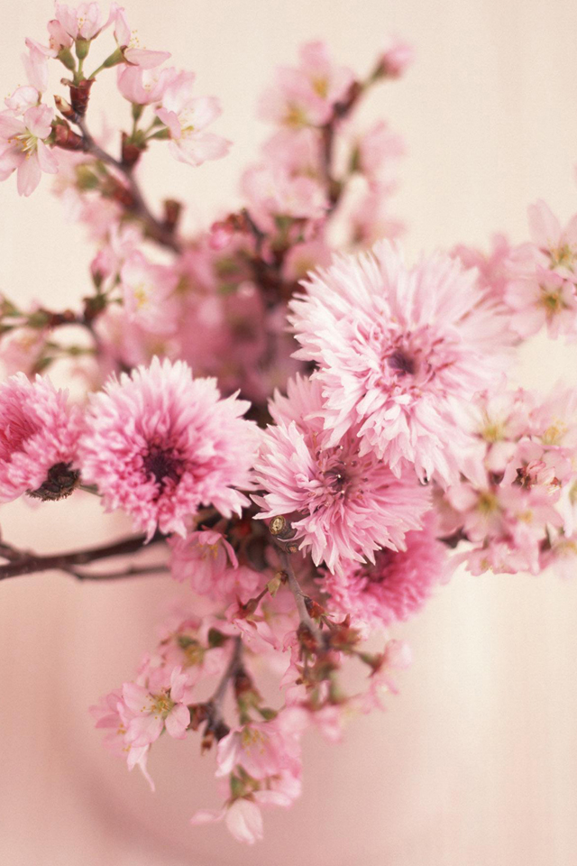 Soft Pink Flowers Wallpaper