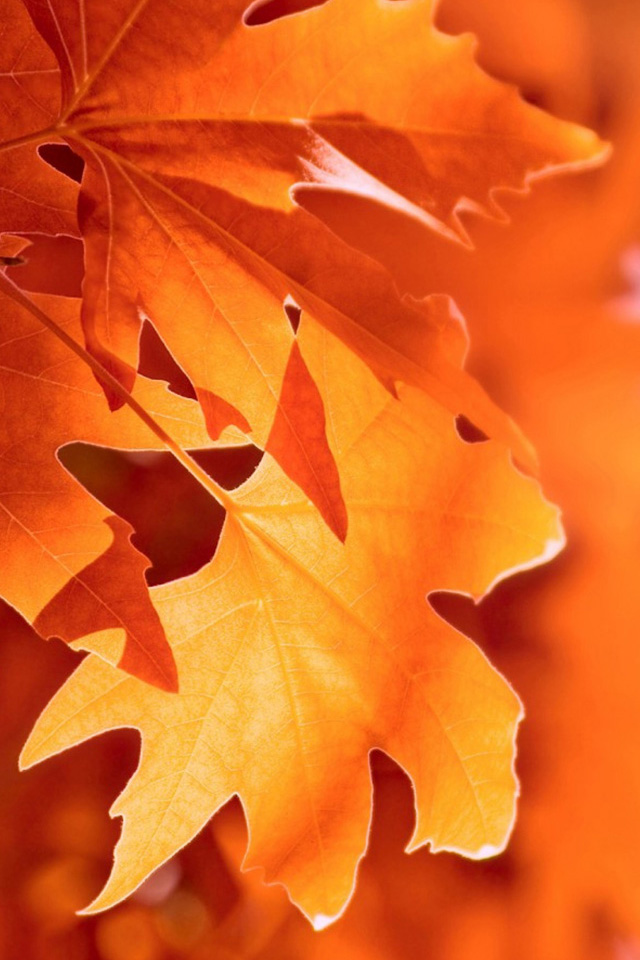 Autumn Macro Wallpaper