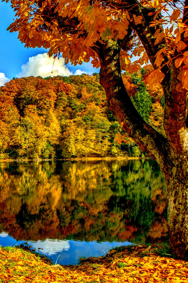 Autumn Trees Wallpaper