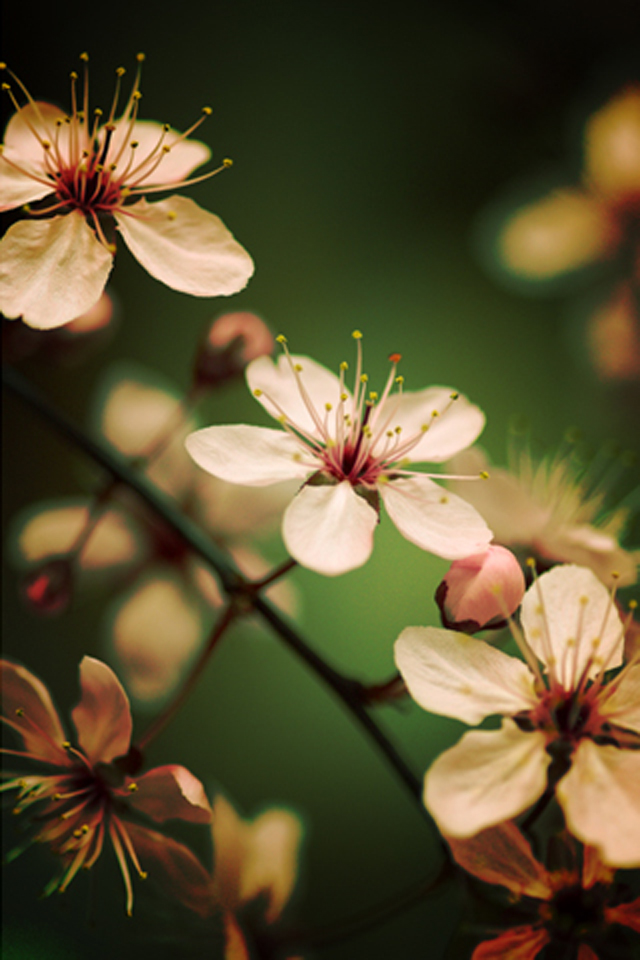 Flowers Wallpaper