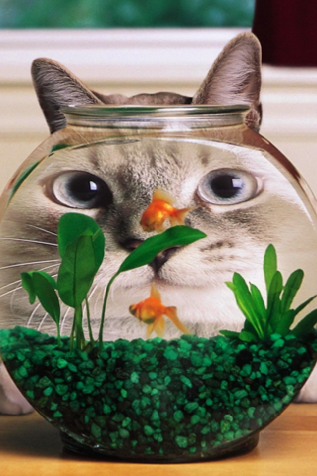 Cat Bowl Wallpaper