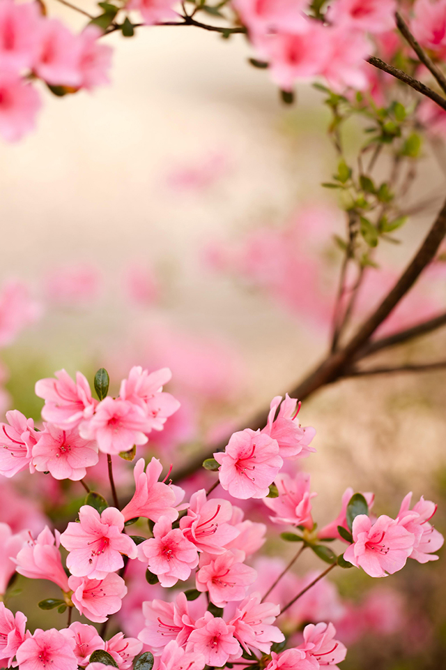 Spring Flowers Wallpaper