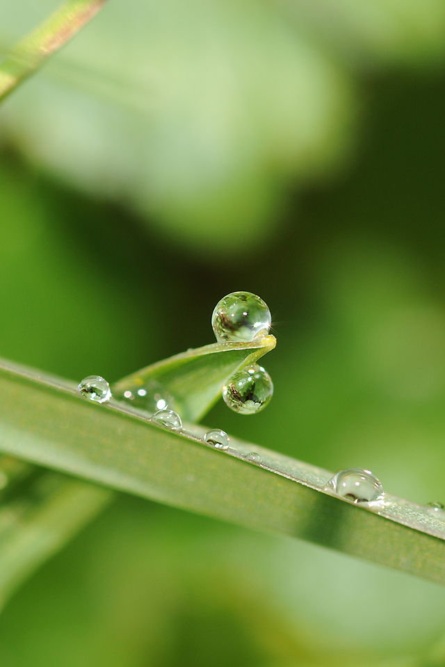 Water Droplet Wallpaper