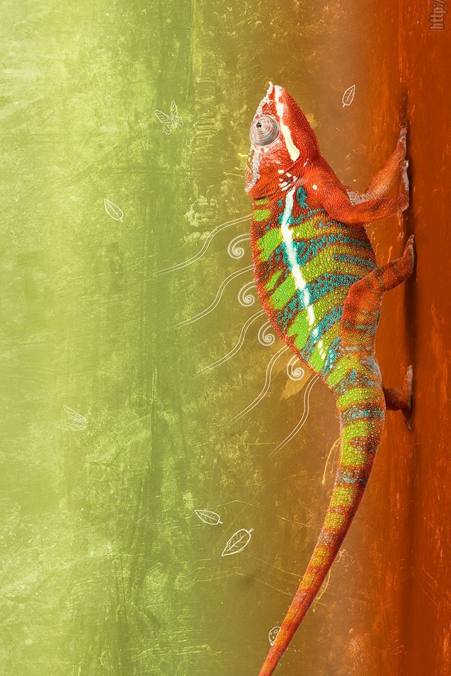 Chameleon Wallpaper