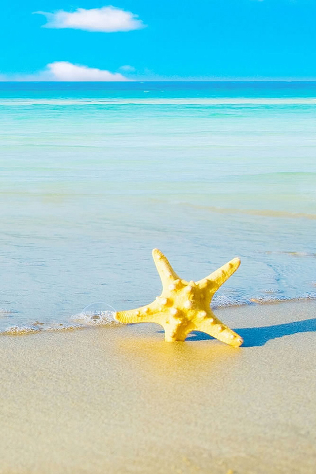 Starfish Wallpaper