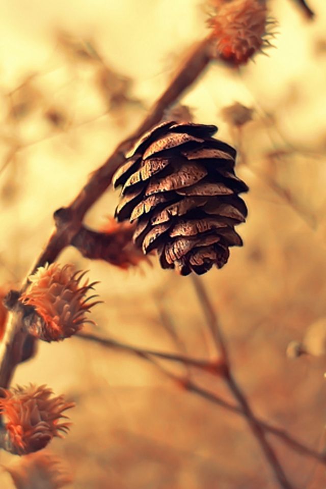 Pine Cone Wallpaper